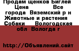 Продам щенков Биглей › Цена ­ 15 000 - Все города, Вяземский р-н Животные и растения » Собаки   . Вологодская обл.,Вологда г.